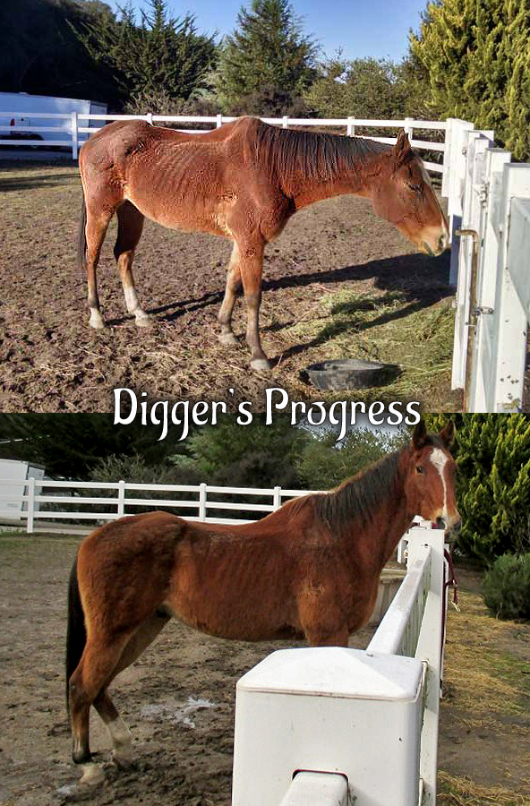 Digger's Progress