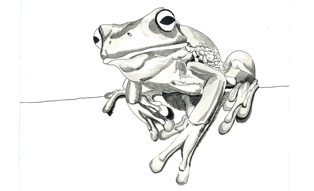 frog_black_and_white_by_gumie35-d64v3fv