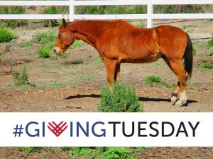 Giving Tuesday