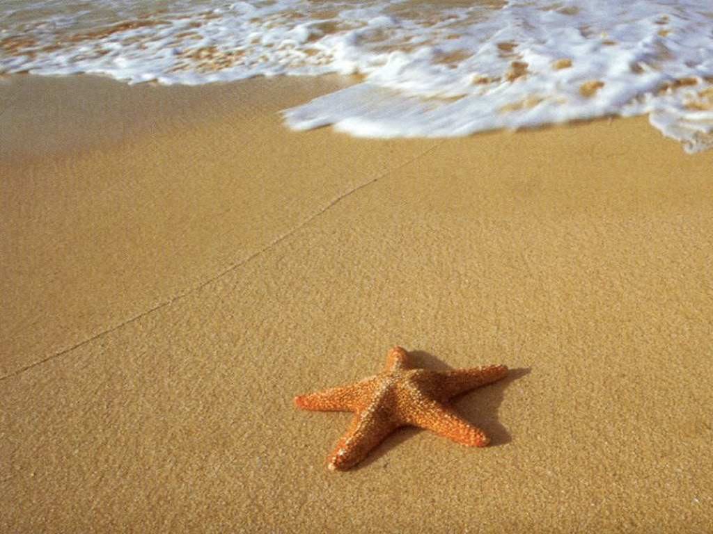 starfish1